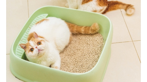 澳青逐梦南沙 「酒渣」变身猫砂